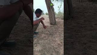 स्नेक रिलीज #snake #nature #animals #wildlife #funny #love #cover #comedy #ekmotahathighumechala