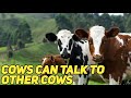 COWS CAN TALK TO OTHER COW&#39;S