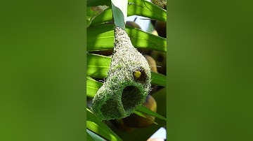 1012 Unbelievable Weaver Bird Build nest  Bird Constructions