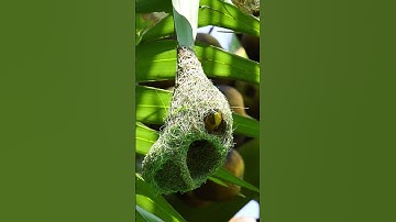1012 Unbelievable Weaver Bird Build nest  Bird Constructions