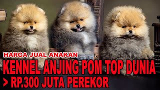 ANAKANNYA DIJUAL RP.300 JUTA PEREKOR  KENNEL ANJING POMERANIAN TOP DUNIA DARI INDONESIA  JOE HAUZE