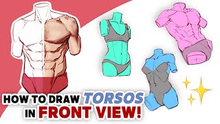 Anatomy Quick Tips: Torsos in Front View! [Character Design Bootcamp - Day 8]