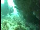 Diving with Death - Brazil