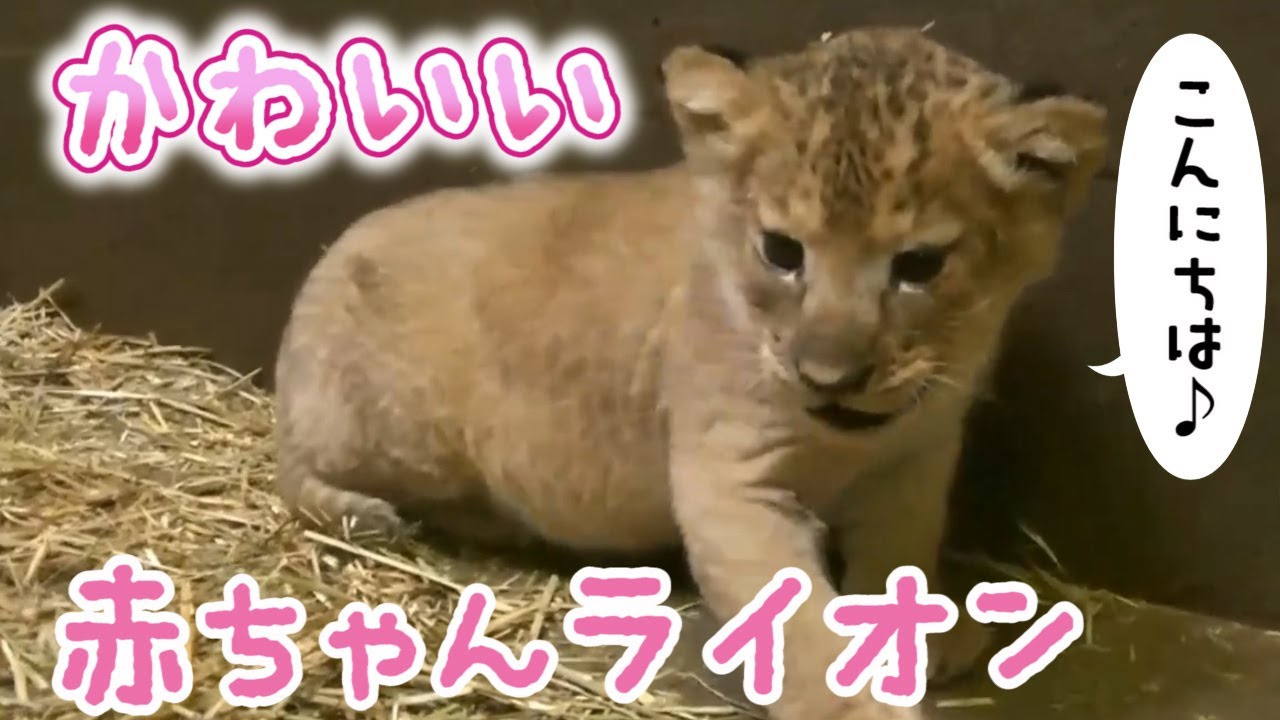 ライオンの赤ちゃん 体重測定しました Baby Lion Youtube