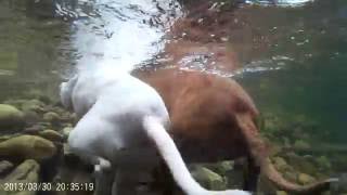 2 Dogs Swimming Gopro Under Water View