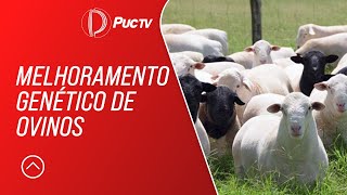 MELHORAMENTO GENÉTICO DE OVINOS