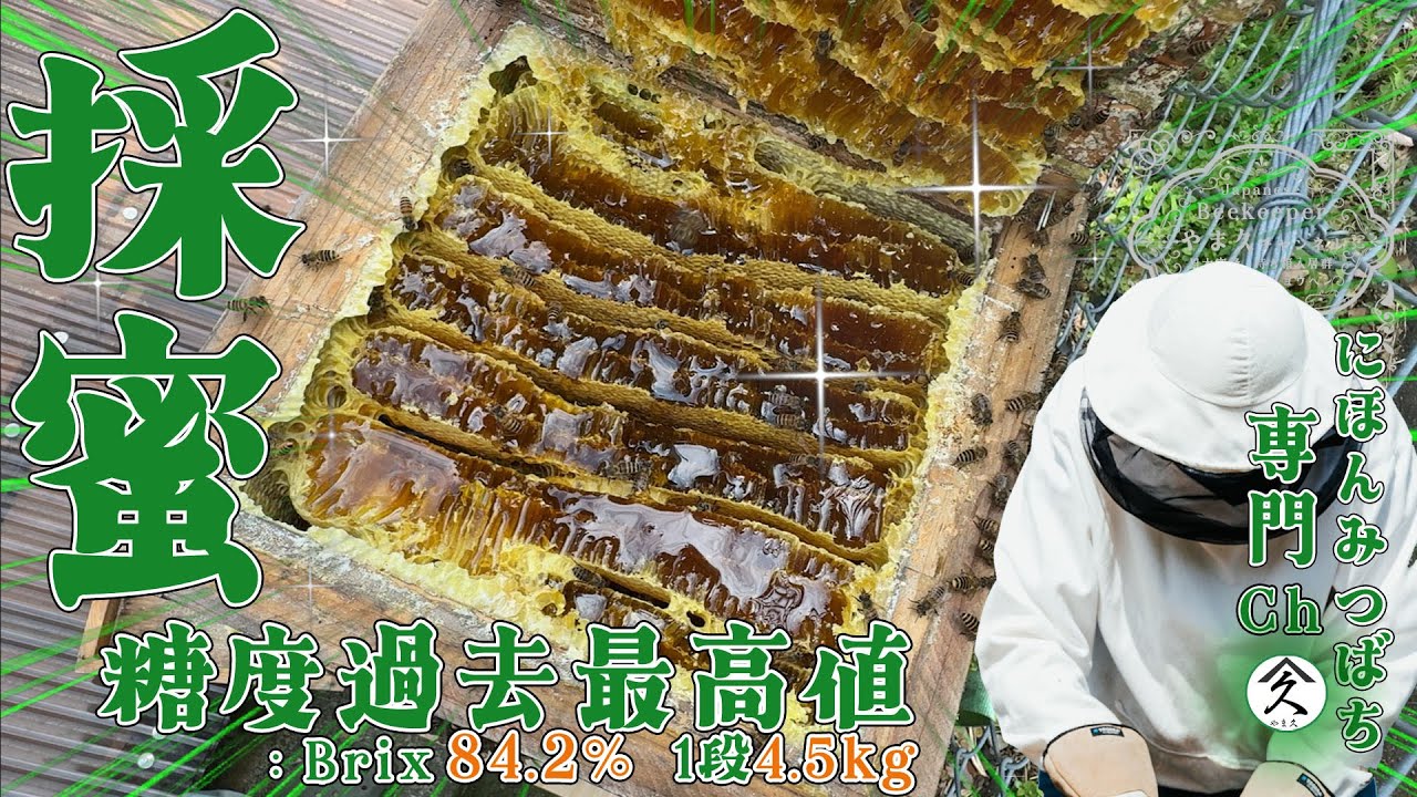 6月二ホンミツバチ 採蜜 糖度 Brix 84.2%過去最高値だった