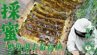 6月二ホンミツバチ 採蜜 糖度 Brix 84.2%過去最高値だった - YouTube