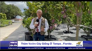 Thăm vườn cây giống ở Tampa, Florida