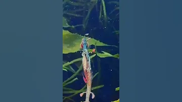 Лиственный морской дракон 😍 Относится к виду лучепёрых рыб, семейству морских игольчатых