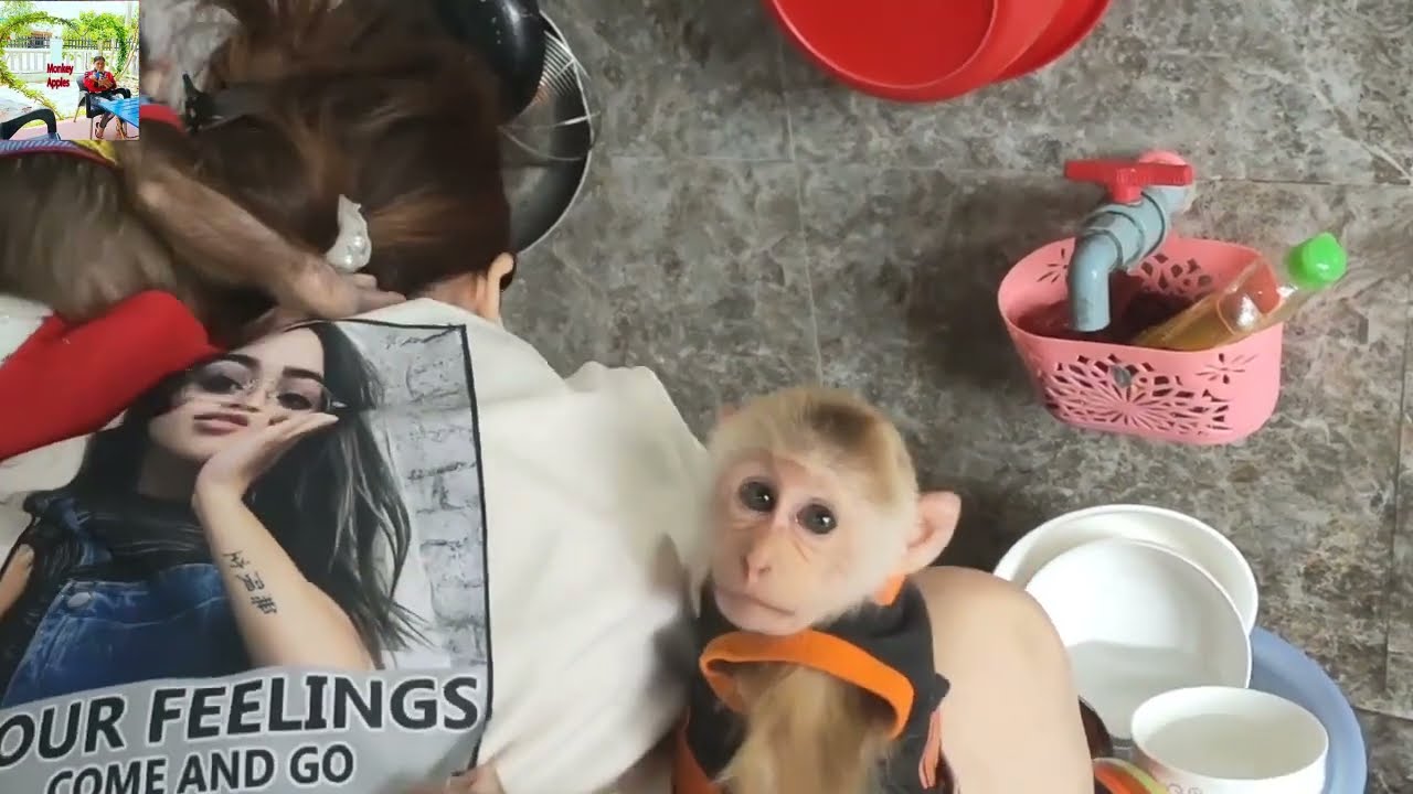 Monkey Baby so cute loves Mom to wash dishes on Tet holiday