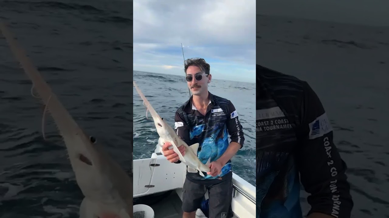 АКУЛА-ПИЛА Нииинн ...