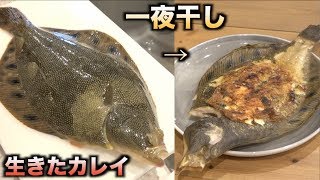元気なカレイを一夜干しにしたらめっちゃ暴れたわ・・・