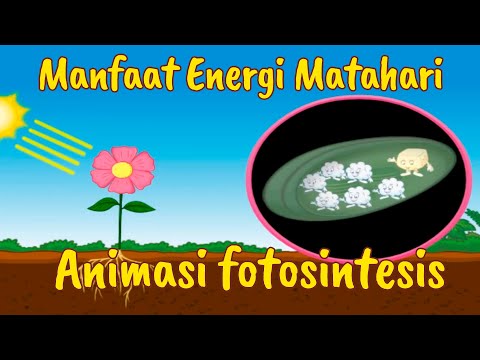 Video: Bagaimana kloroplas mendapatkan energi dari sinar matahari?