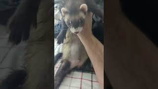 My little guy is sick. Always get your ferrets checked out of something is wrong.