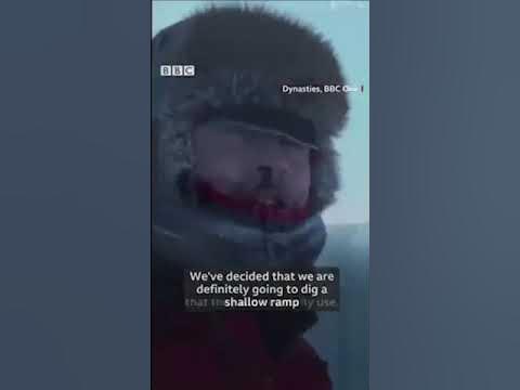 ๐ง BBC Wildlife crew intervene to save penguins ๐ง from certain death ๐