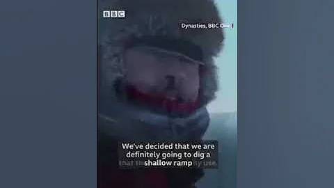 🐧 BBC Wildlife crew intervene to save penguins 🐧 from certain death 💀