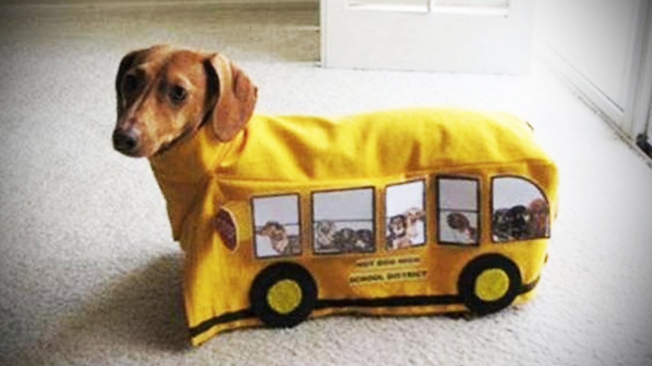 Image result for ç¬ Daschund å½¼ãã¯ããªããé©ããã¾ã