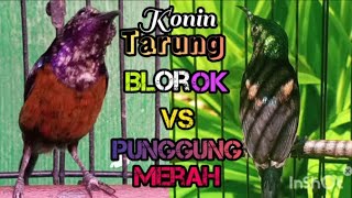 Burung Kolibri ninja Tarung tembakkan AK 47