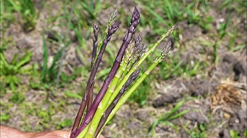 From Farm to You: Asparagus