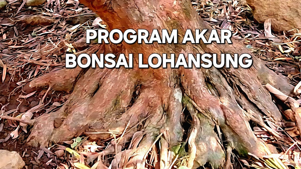 PROGRAM AKAR BONSAI LOHANSUNG