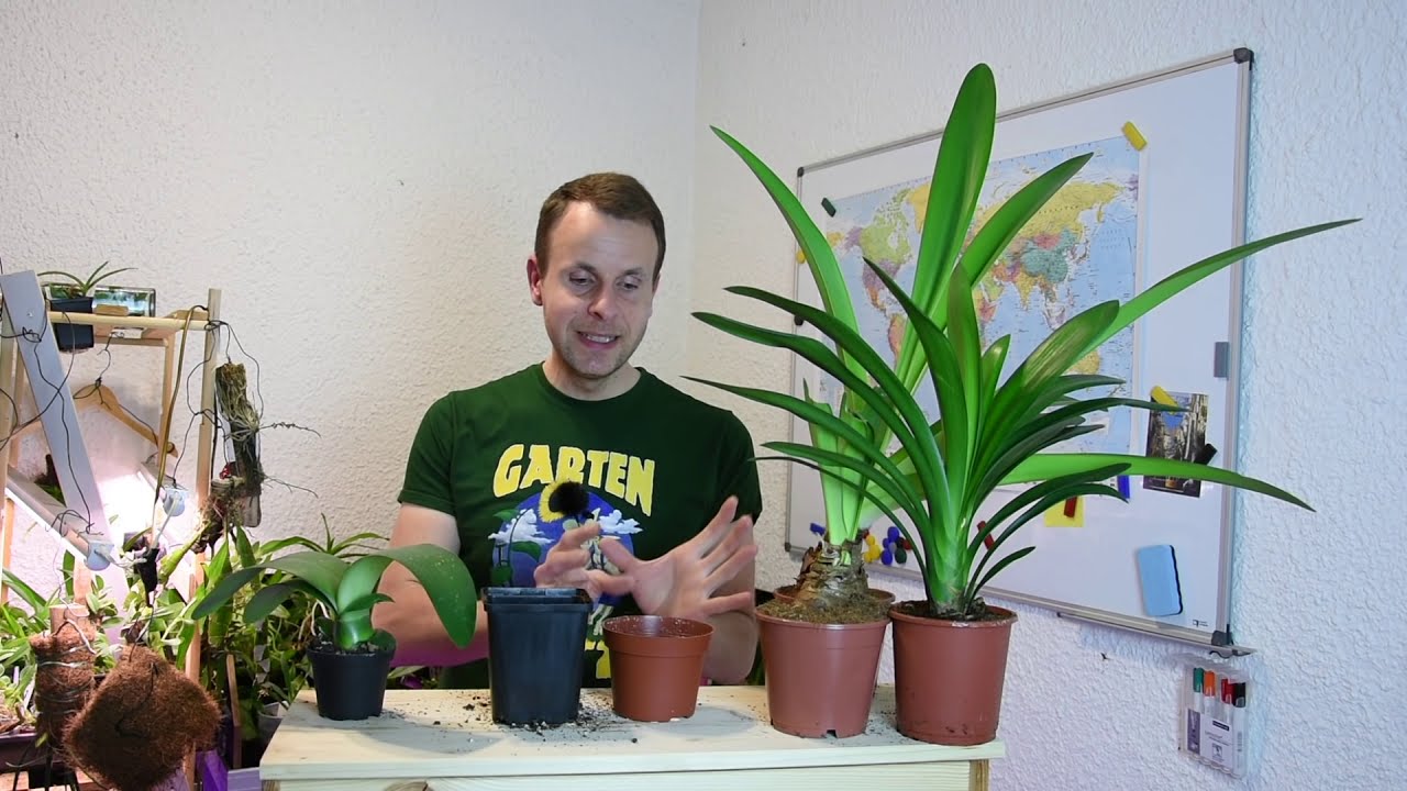 glücksfeder groß Zamioculcas Glücksfeder Zimmerpflanze 90cm 24cm kaufen