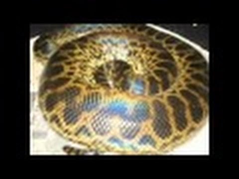 a maior cobra do mundo encontrada viva 2014