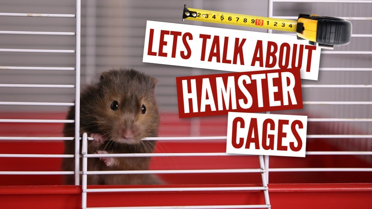 How Much Ventilation Does A Hamster Cage Need