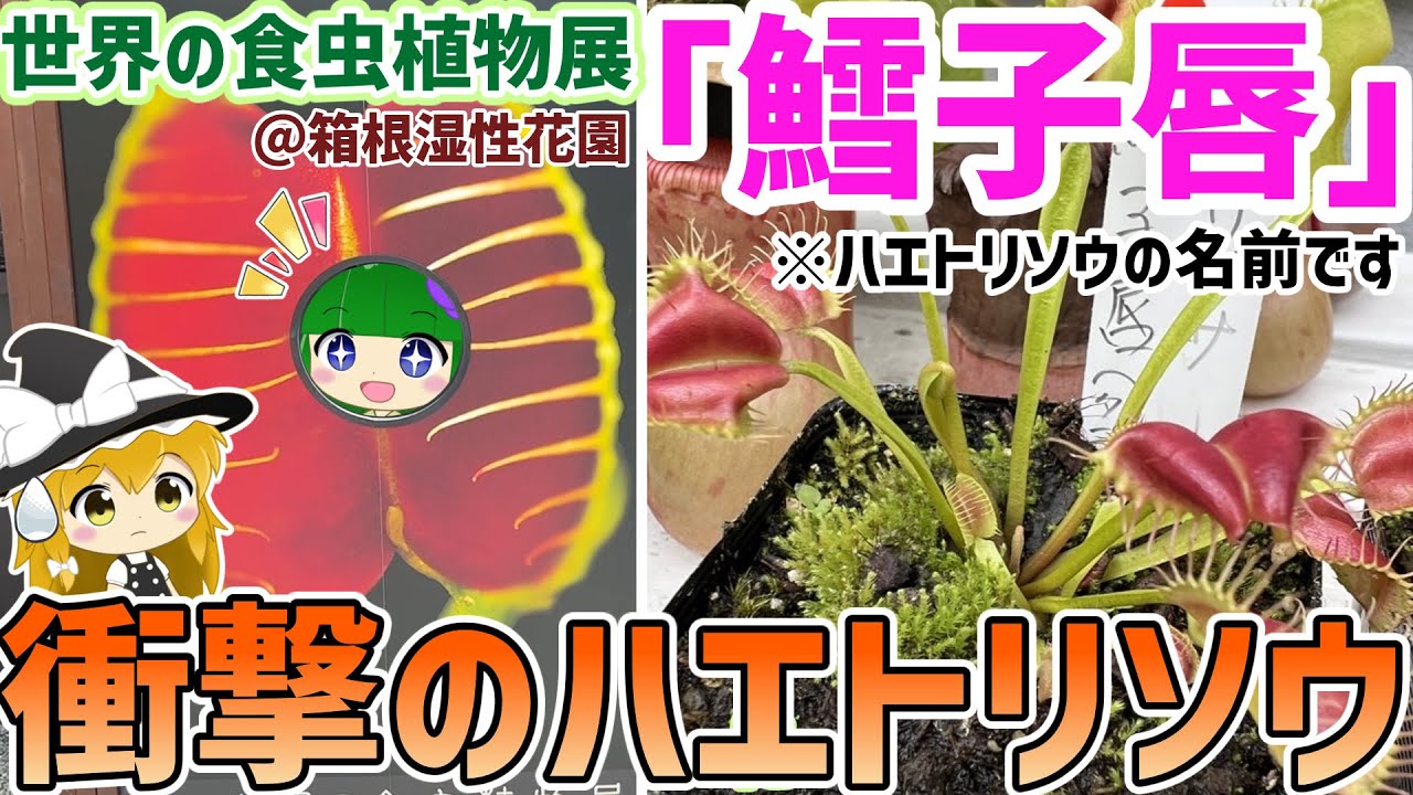 2022年夏！箱根湿性花園の食虫植物展が想像以上でした…！！