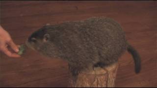 Groundhog Spring Training
