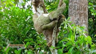 Río Celeste & Tenorio Volcano Hike