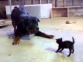 Funny Dog playing fight with cat pet in Australia - 1 minute