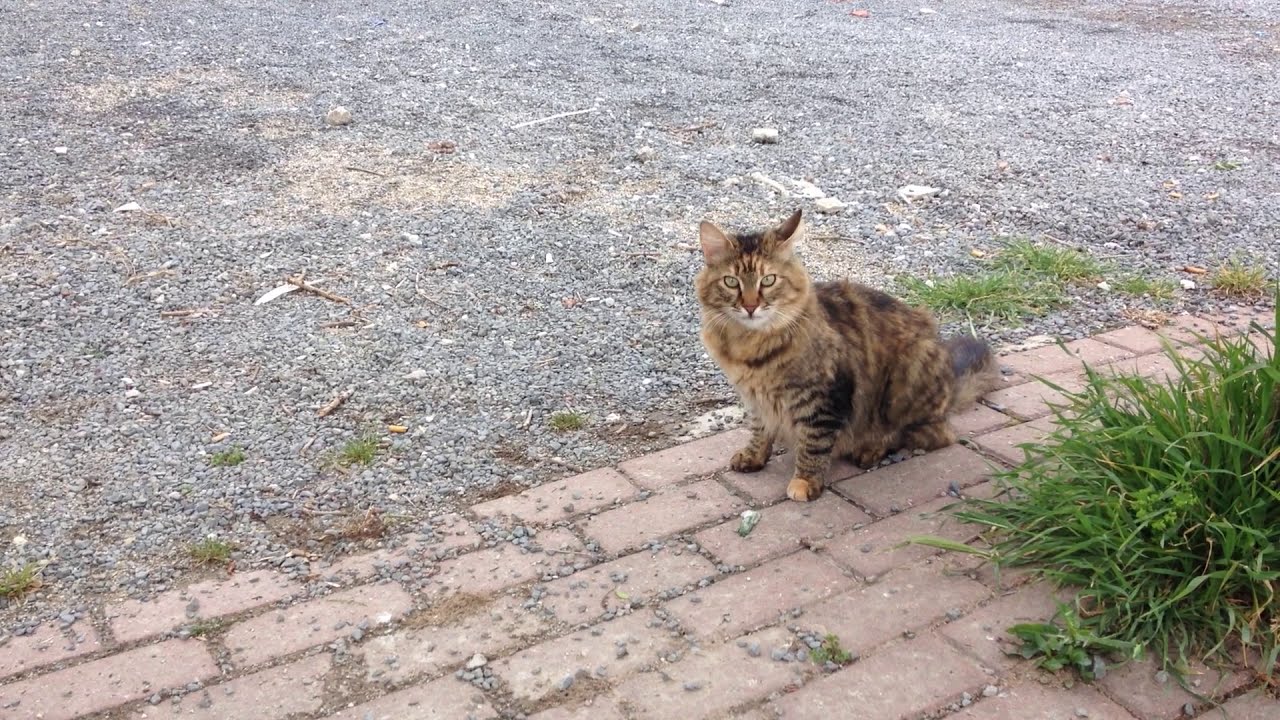 Sick cat throws up 