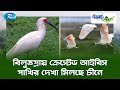 বিলুপ্তপ্রায় ক্রেস্টেড আইবিস পাখির দেখা মিলছে চীনে | Biggan O Prokriti | Rtv
