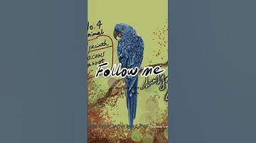 Blue macaw drawing art process on Procreate  #Shorts