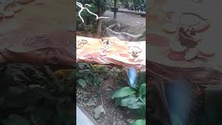 Blue Morpho Butterflies