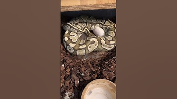 Ball Python Laying Eggs #shorts #shortsfeed #shortvideo #reels #fyp #fypシ