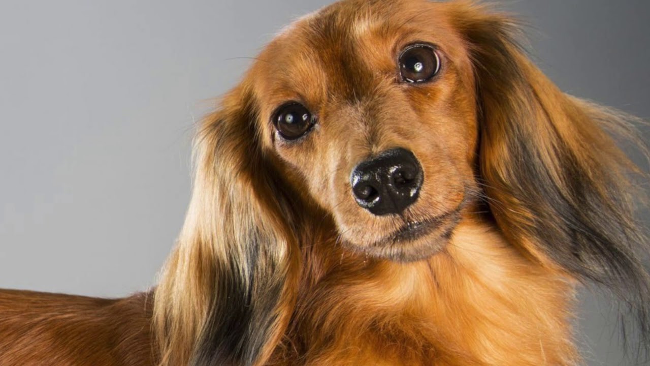 paws & relax pet spa