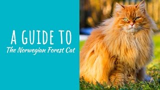 A Guide To The Norwegian Forest Cat by Backyard Cat Enclosures 1,412 views 7 years ago 44 seconds