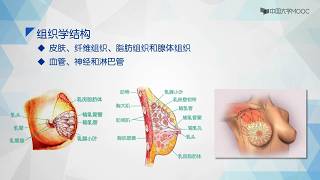 1.2 乳房解剖和生理 —— 女性乳房的解剖结构