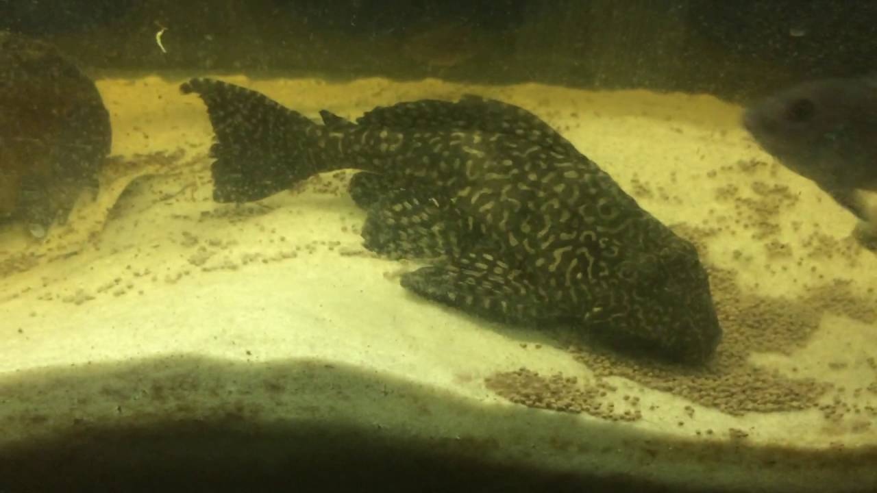 Amazing Fish 9 inch Sailfin Marble Pleco YouTube