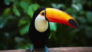 Le magnifique toucan - The world of logic