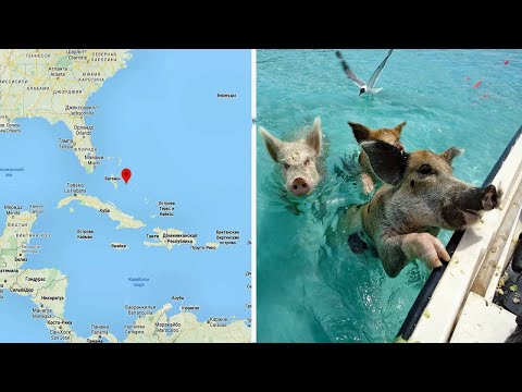 Wideo: Świnie Wyglądają Tak Bardzo Jak Ludzie - Alternatywny Widok