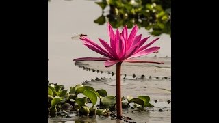 This video is about nature, parisara geethe, written by : dr. usha
phatak, singer mekhala phatak music: ashwini m photography and editing
:avanish a...