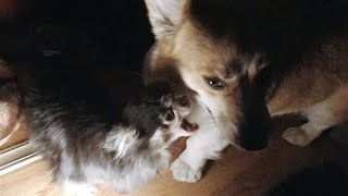 That's Why Chihuahua Hates Corgi by Sid Woodstock 488 views 10 months ago 1 minute, 8 seconds