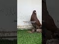 Pom pouter  pigeon pigeonlover trending pigeonlove youtubeshort