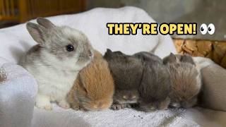 Baby Bunnies See the World for the First Time ❤️