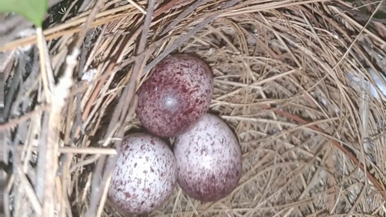 Bird nest in our house premises, so cute. YouTube