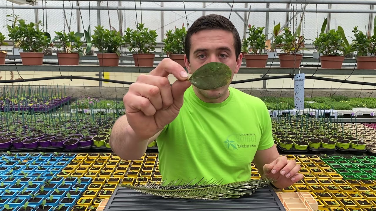 Cochenilles : comment éliminer naturellement et se débarrasser facilement de ces insectes.