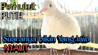 Download lagu Perkutut Putih Lokal Gacor Suara Merdu Banget. mp3
